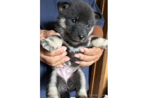 成約済の北海道の北海道犬-333474の2枚目